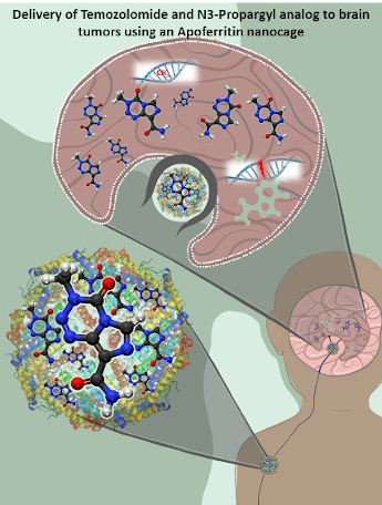 Delivery of temozolomide and N3-Propargyl analog to brain tumors poster