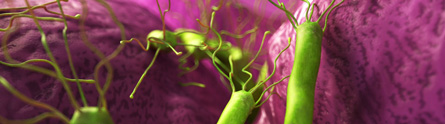 Hpylori
